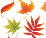 Colorful Leaves